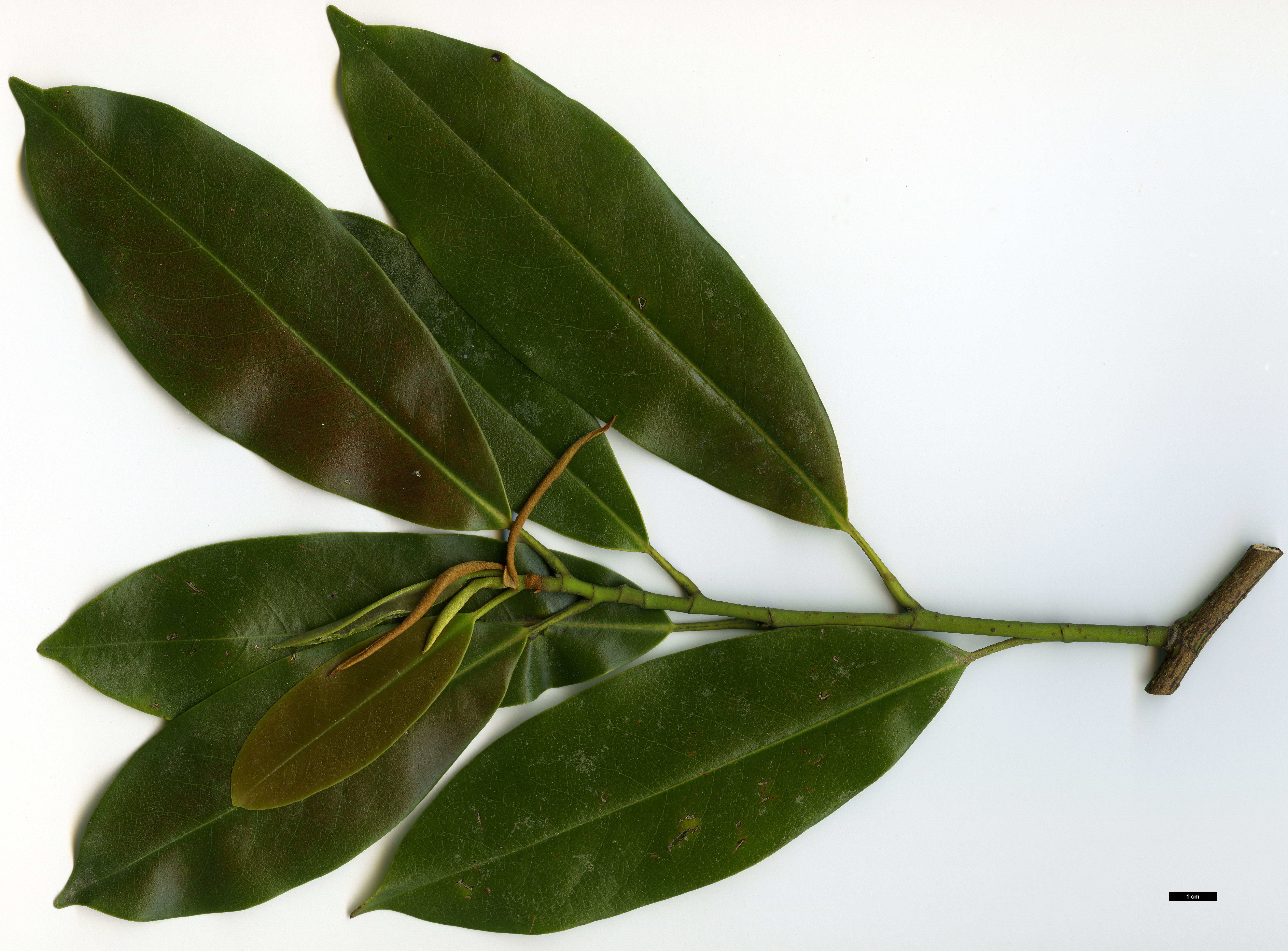 High resolution image: Family: Magnoliaceae - Genus: Magnolia - Taxon: cavaleriei - SpeciesSub: var. platypetala